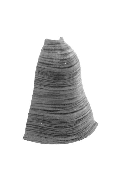 Външен ъгъл Arbiton LM55 45 Сива акация